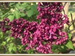 LOVELY LILACS