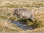 WOMBAT