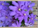PURPLE CLAMATIS  FLOWERS