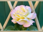 LOVELY ROSE