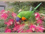 RAINBOW LORIKEET