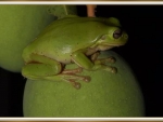 FROG ON A MANGO