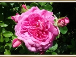 LOVELY ROSE