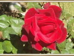 BEAUTIFUL RED ROSE