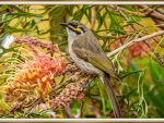 YELLOW-FACED HONEYEATER