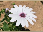 WHITE DAISY