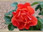 BEAUTIFUL ROSE