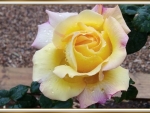 LOVELY ROSE