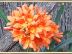 CLIVIA FLOWERS