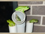 FROG HOTEL