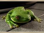 FRAMED FROG