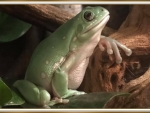 FRAMED FROG
