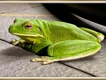 FRAMED,FROG,NATURE,IMAGE,
