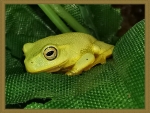 FRAMED FROG