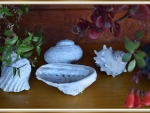 BEAUTIFUL SHELLS