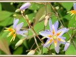 DIANELLA FLOWERS