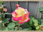 LOVELY ROSE