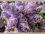 LOVELY LILACS