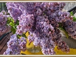 VASE OF LILACS