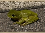 FRAMED FROG