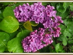 PRETTY LILACS