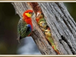 WESTERN ROSELLA FAMILY
