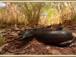 RED BELLIED BLACK SNAKE