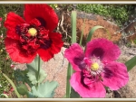 BEAUTIFUL POPPIES
