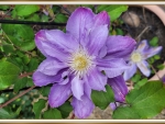 BEAUTIFUL CLEMATIS