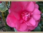 PRETTY CAMELLIA