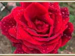 RED ROSE
