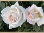 BEAUTIFUL ROSES