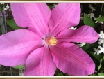 PINK CLEMATIS