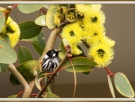 HONEYEATER