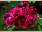 PRETTY GERANIUM