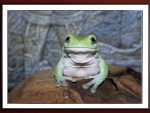 FRAMED FROG