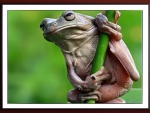 FRAMED FROG