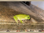 FRAMED FROG