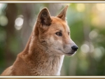 BEAUTIFUL DINGO
