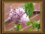 PRETTY LILACS