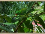 SCALY CRESTED LORIKEET