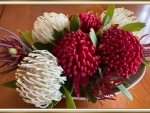 BEAUTIFUL WARATAH