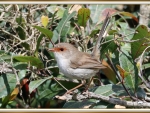 SUPERB FAIRY WREN