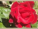 BEAUTIFUL ROSE