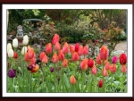 FRAMED TULIPS
