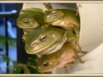 FROG HOTEL