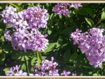 LOVELY LILACS