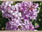 LOVELY FRAMED LILACS