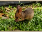 CUTE PADEMELON JOEY