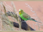 BUDGERIGAR